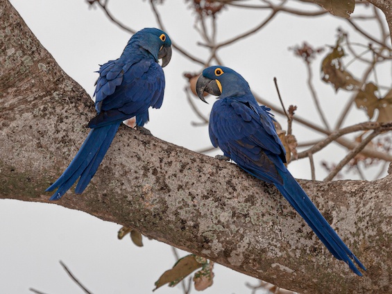 Hyacinth Macaw © Luis Segura