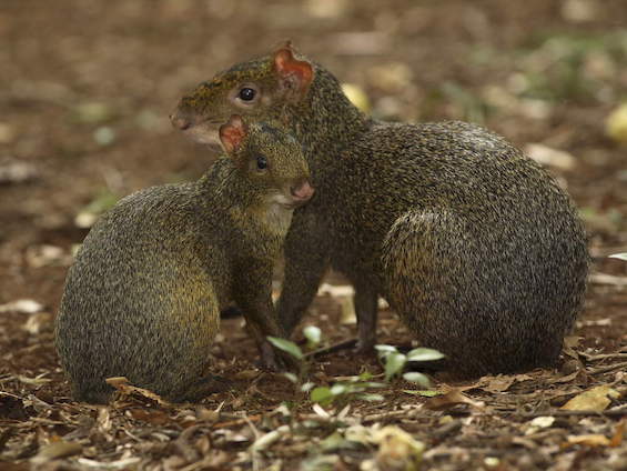 Azara's Agouti © José Calo