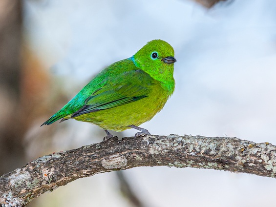 Blue-naped Chlorophonia © Luis Segura