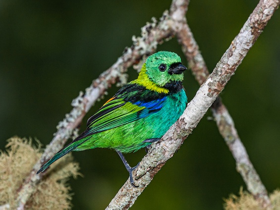 Green-headed Tanager © Luis Segura